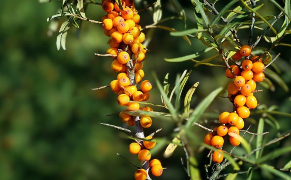 natural sea buckthorn